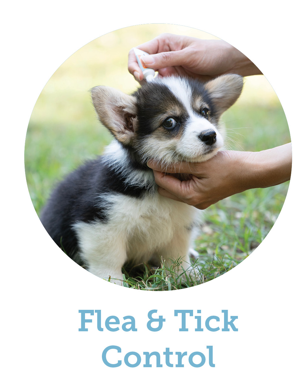 Puppy Essentials, Dog Flea & Tick Control, Opens in new window.